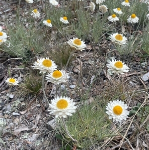 Leucochrysum albicans subsp. tricolor at Currawang, NSW - 12 Oct 2024