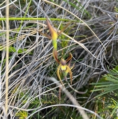 Lyperanthus suaveolens (Brown Beaks) at Bruce, ACT - 11 Oct 2024 by courtneyb