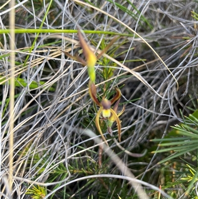 Lyperanthus suaveolens (Brown Beaks) at Bruce, ACT - 11 Oct 2024 by courtneyb