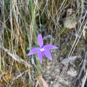 Glossodia major at Acton, ACT - suppressed