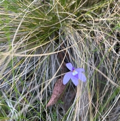 Glossodia major at Acton, ACT - 11 Oct 2024