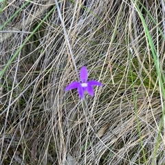 Glossodia major at Acton, ACT - 11 Oct 2024