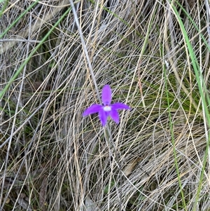 Glossodia major at Acton, ACT - suppressed