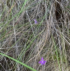 Glossodia major at Acton, ACT - suppressed