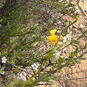 Diuris nigromontana at Bruce, ACT - 11 Oct 2024