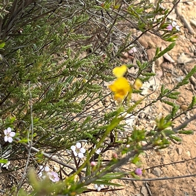 Diuris nigromontana (Black Mountain Leopard Orchid) at Bruce, ACT - 11 Oct 2024 by courtneyb