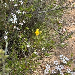 Diuris nigromontana at Bruce, ACT - 11 Oct 2024