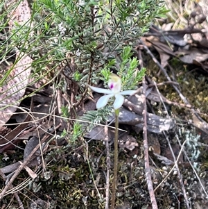 Caladenia moschata at Acton, ACT - 11 Oct 2024