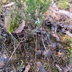 Caladenia moschata at Acton, ACT - 11 Oct 2024