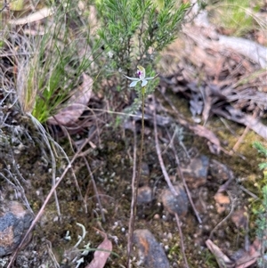 Caladenia moschata at Acton, ACT - 11 Oct 2024