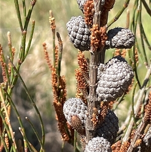 Allocasuarina paludosa at Currawang, NSW - 12 Oct 2024