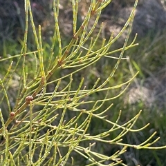 Allocasuarina paludosa at Currawang, NSW - 12 Oct 2024 02:04 PM