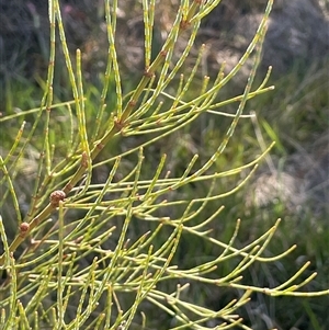 Allocasuarina paludosa at Currawang, NSW - 12 Oct 2024