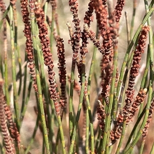 Allocasuarina paludosa at Currawang, NSW - 12 Oct 2024