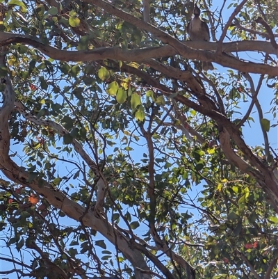 Philemon corniculatus (Noisy Friarbird) at Aranda, ACT - 13 Oct 2024 by mroseby