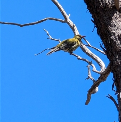 Oriolus sagittatus (Olive-backed Oriole) at Aranda, ACT - 13 Oct 2024 by mroseby