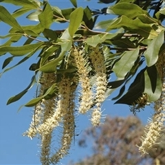 Macadamia jansenii (Bulberin Nut Tree) at Mount Annan, NSW - 13 Sep 2008 by MichaelBedingfield