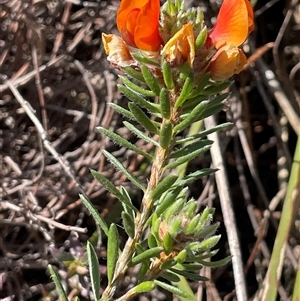 Pultenaea subspicata at Currawang, NSW - 12 Oct 2024