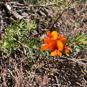 Pultenaea subspicata at Currawang, NSW - 12 Oct 2024