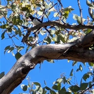 Myiagra rubecula at Aranda, ACT - 13 Oct 2024