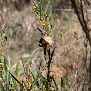 Danaus petilia at Aranda, ACT - 13 Oct 2024