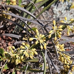 Lomandra multiflora (Many-flowered Matrush) at Whitlam, ACT - 12 Oct 2024 by sangio7