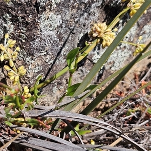 Lomandra multiflora at Whitlam, ACT - 12 Oct 2024 01:48 PM