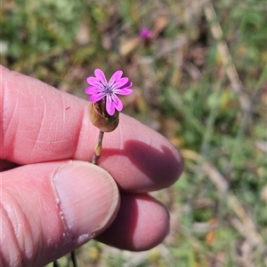 Petrorhagia nanteuilii at Whitlam, ACT - 12 Oct 2024 01:50 PM