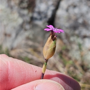 Petrorhagia nanteuilii at Whitlam, ACT - 12 Oct 2024