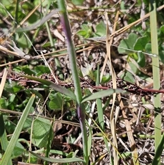 Petrorhagia nanteuilii at Whitlam, ACT - 12 Oct 2024