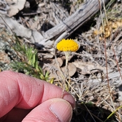 Leptorhynchos squamatus subsp. squamatus (Scaly Buttons) at Whitlam, ACT - 12 Oct 2024 by sangio7