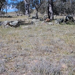 Leptorhynchos squamatus subsp. squamatus at Whitlam, ACT - 12 Oct 2024 01:52 PM