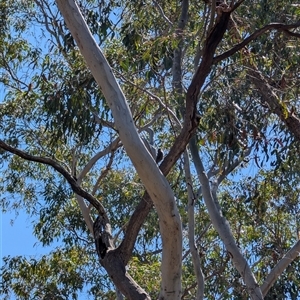 Cormobates leucophaea at Aranda, ACT - 13 Oct 2024 12:33 PM