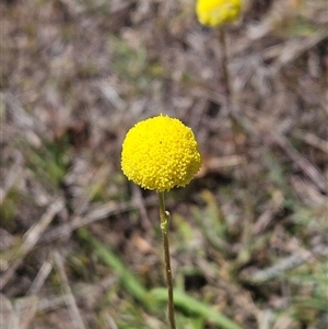 Craspedia variabilis at Belconnen, ACT - 12 Oct 2024