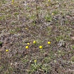 Craspedia variabilis at Belconnen, ACT - 12 Oct 2024