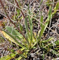 Craspedia variabilis at Belconnen, ACT - suppressed