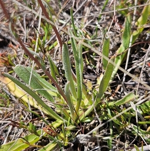 Craspedia variabilis at Belconnen, ACT - 12 Oct 2024