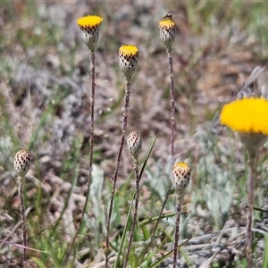 Leptorhynchos squamatus at Whitlam, ACT - 12 Oct 2024