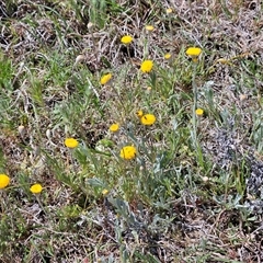 Leptorhynchos squamatus at Whitlam, ACT - 12 Oct 2024