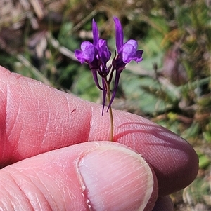 Linaria pelisseriana at Belconnen, ACT - 12 Oct 2024