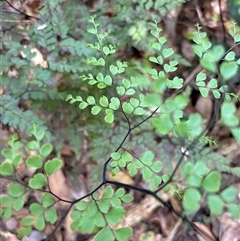 Adiantum hispidulum var. hispidulum at Lorne, NSW - 13 Oct 2024 by Butlinz