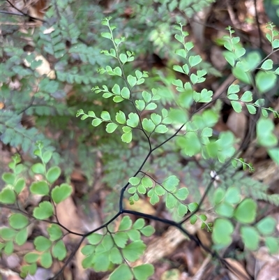 Adiantum hispidulum var. hispidulum at Lorne, NSW - 14 Oct 2024 by Butlinz