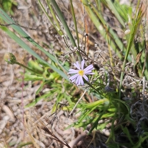 Vittadinia muelleri at Whitlam, ACT - 12 Oct 2024