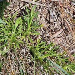 Vittadinia muelleri at Whitlam, ACT - 12 Oct 2024