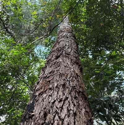 Unidentified Gum Tree at Lorne, NSW - 13 Oct 2024 by Butlinz