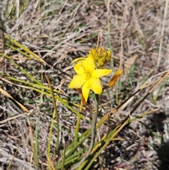 Bulbine bulbosa (Golden Lily, Bulbine Lily) at Whitlam, ACT - 12 Oct 2024 by sangio7