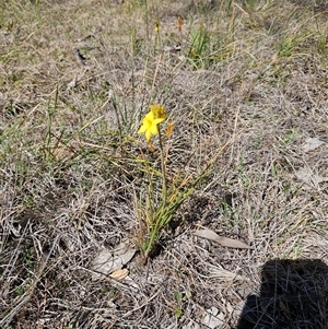 Bulbine bulbosa at Whitlam, ACT - 12 Oct 2024