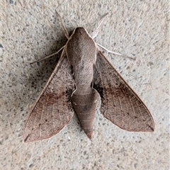 Hippotion scrofa (Coprosma Hawk Moth) at Wallaroo, NSW - 13 Oct 2024 by Jek