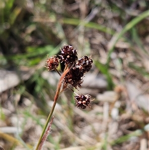 Luzula densiflora at Whitlam, ACT - 12 Oct 2024