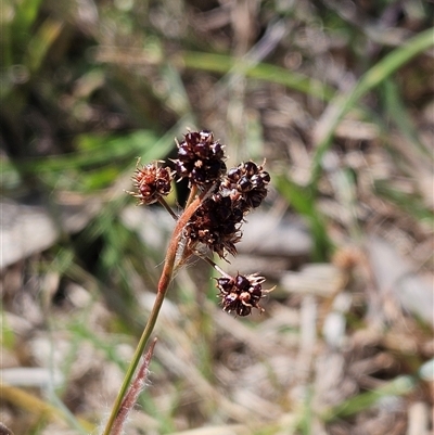 Luzula densiflora (Dense Wood-rush) at Whitlam, ACT - 12 Oct 2024 by sangio7